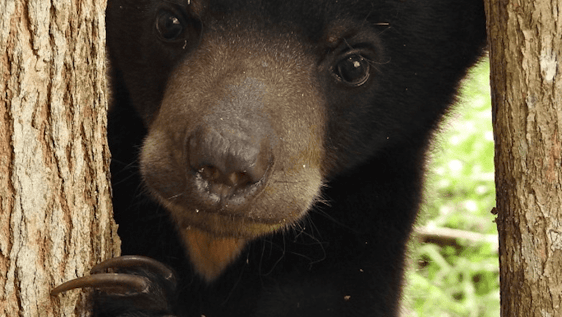 Sun Bear playing peekaboo