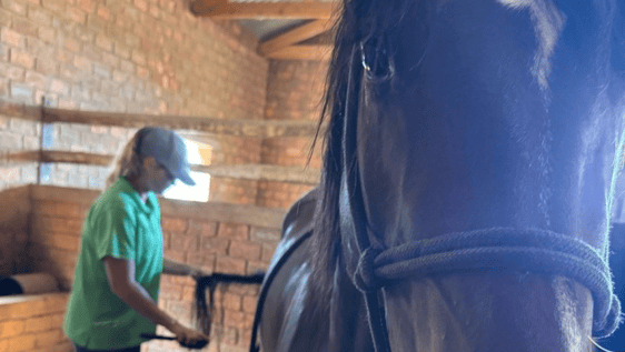 A volunteer grooming a horse