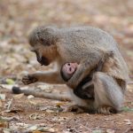 volunteer in Madagascar