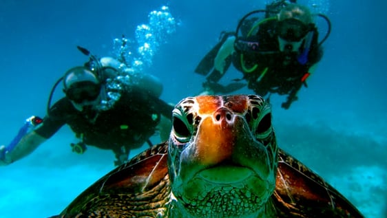 Endangered Sea Turtle Release!