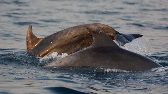 Vivamar - Dolphins fishing