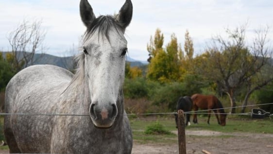 Rescued horses at the sanctuary in the hills of Cordoba, Argentina