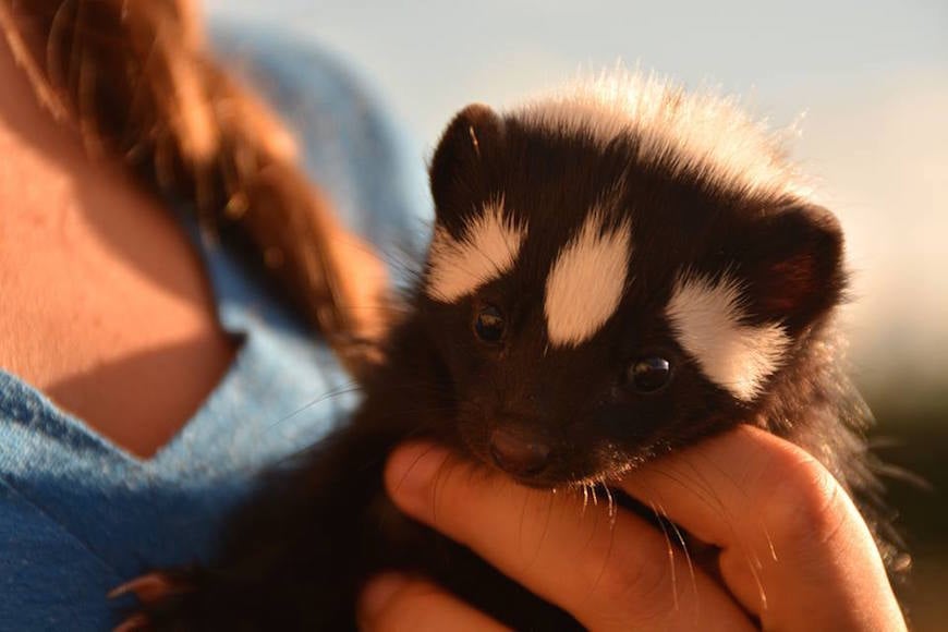 volunteer in animal care