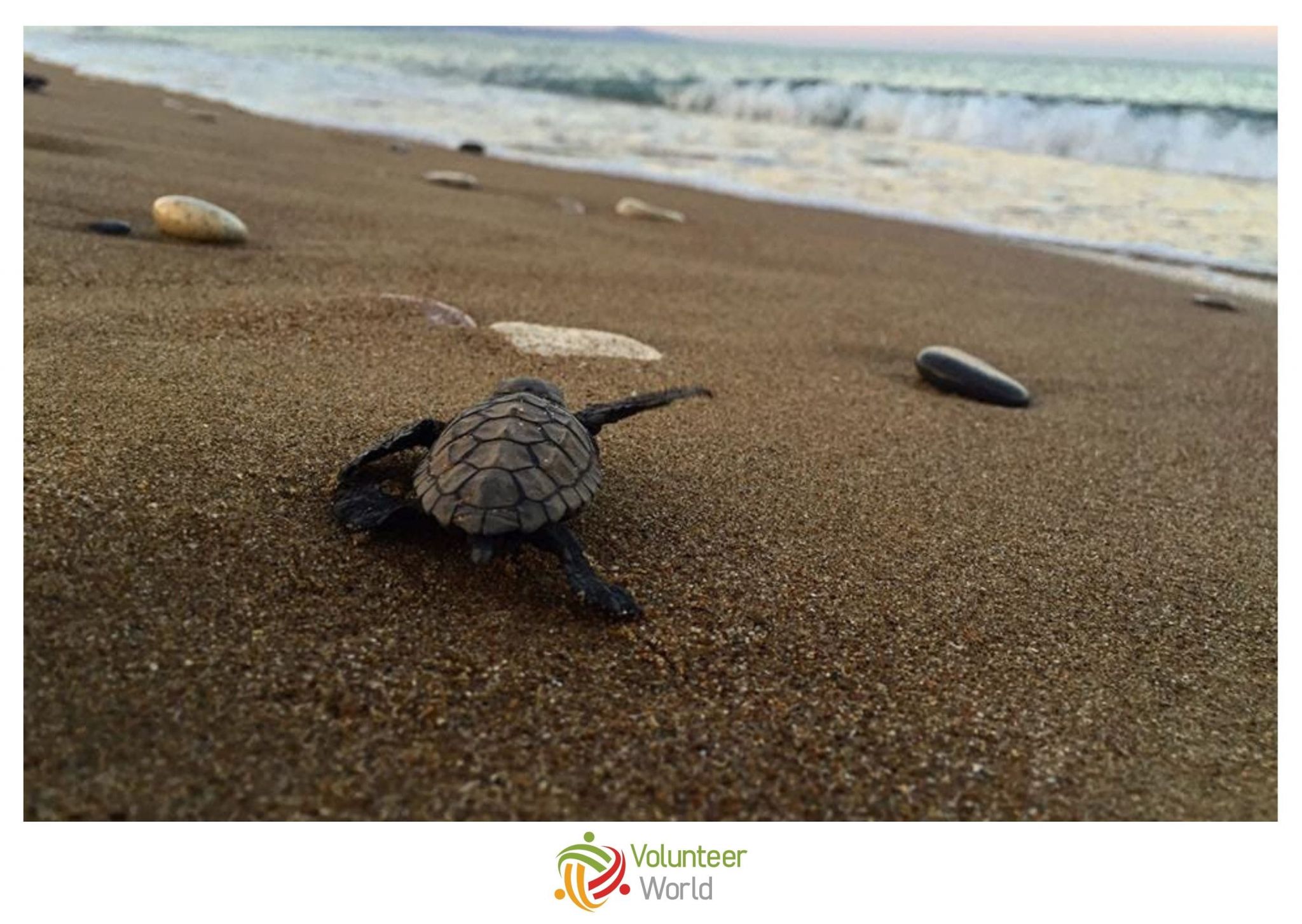 Sea Turtle Conservation Europe
