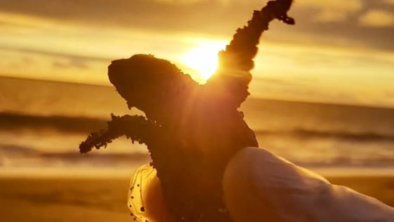Sea turtle conservation program