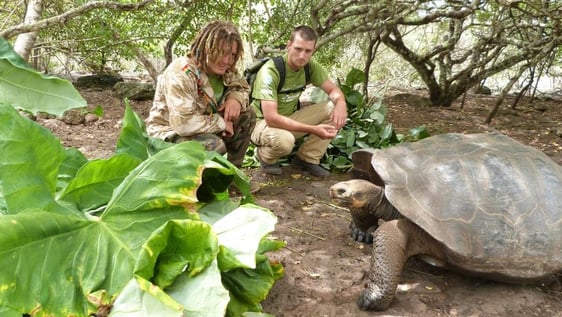 Tortoises under our volunteers care at the Galapagos National Park. 