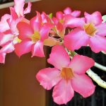 Volunteer in Vietnam