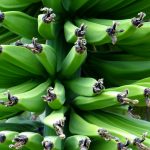 volunteer in Panama