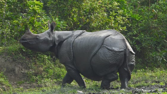 Rhinoceros in Chitwan National park 