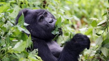 Destinations Uganda