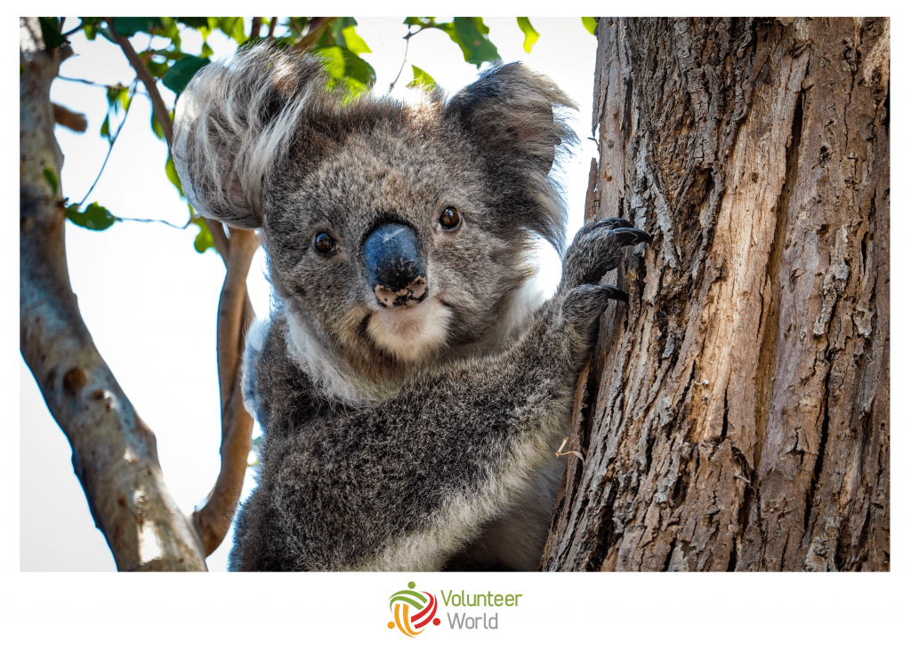 Australia Koala
