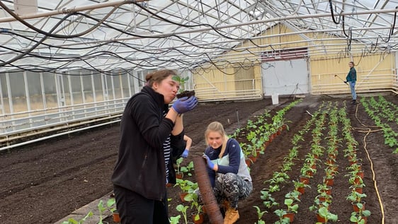 Work in the Greenhouse