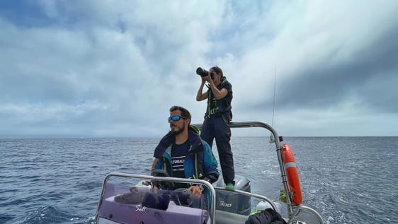 researching whales and other marine wildlife on the Azores islands.