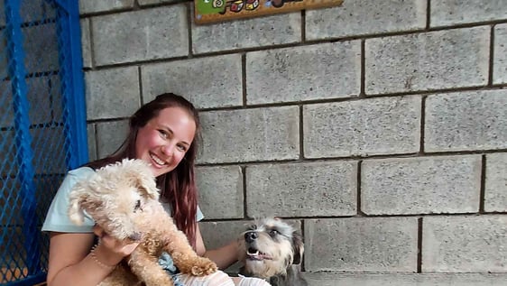 holding dogs