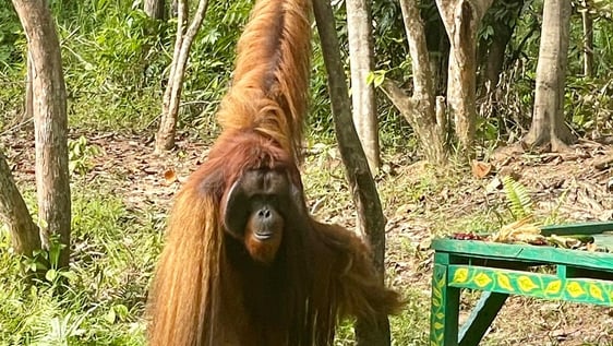Orangutan