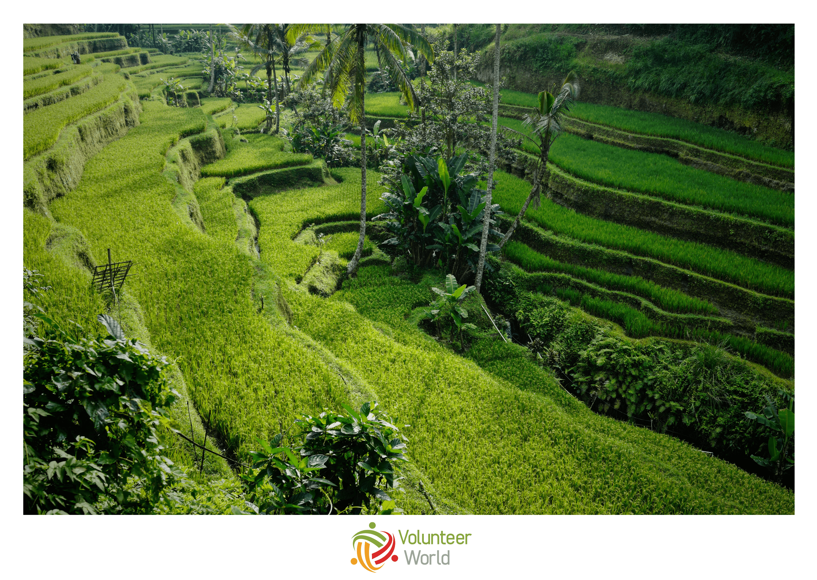 Volunteer Ubud