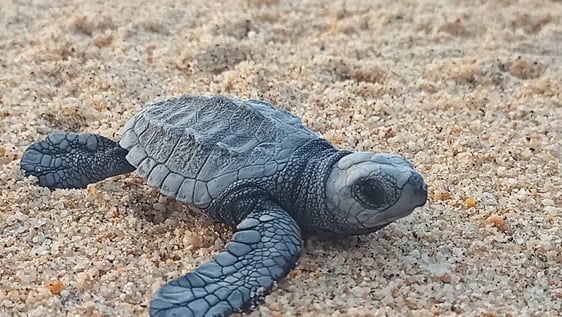 turtle