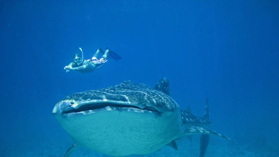 Work in the field to help Whale Shark conservation!