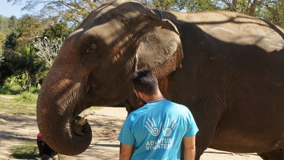 Help these noble and impressive animals live peacefully