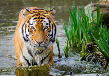 volunteer in wildlife conservation