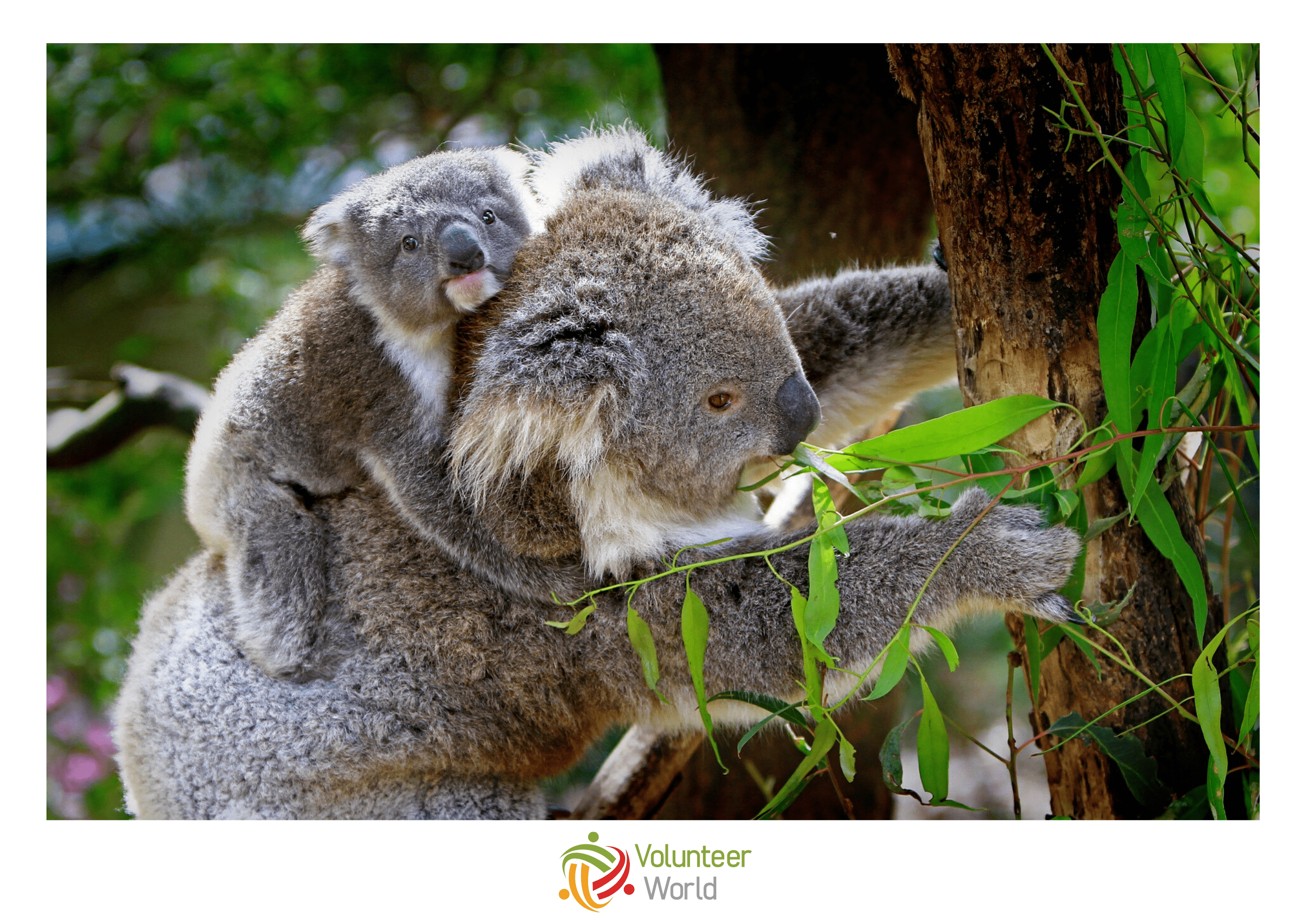 Volunteer Cairns