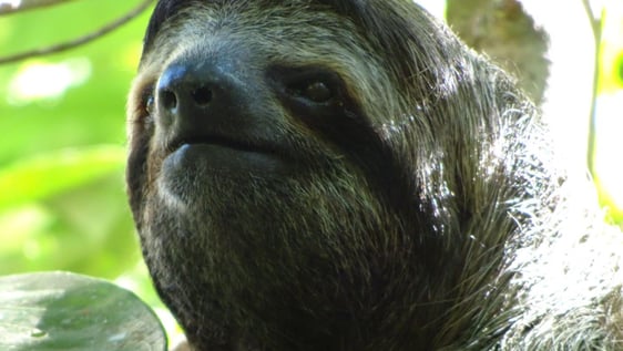 Pretty sloth near to the beach 