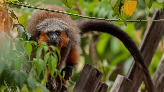 Wildlife Photography